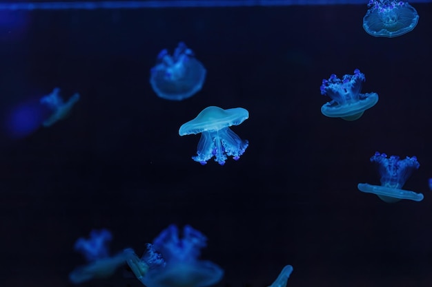 Photo underwater shooting of beautiful cotylorhiza tuberculata