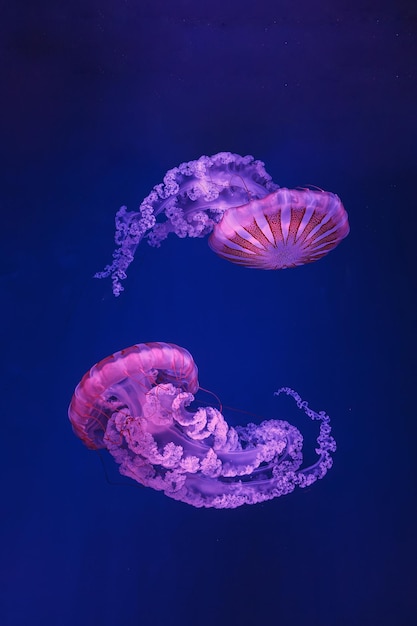 underwater shooting of beautiful jellyfish Chrysaora hysoscella close up