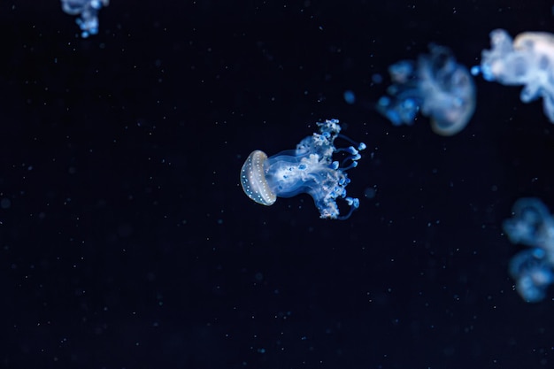 Photo underwater shot of a beautiful australian spotted jellyfish close up