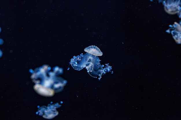 Underwater shot of a beautiful Australian Spotted Jellyfish close up