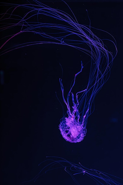 Подводный снимок красивой Chrysaora quinquecirha крупным планом
