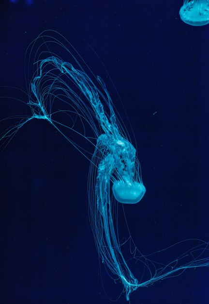 underwater shot of beautiful Chrysaora quinquecirha close up