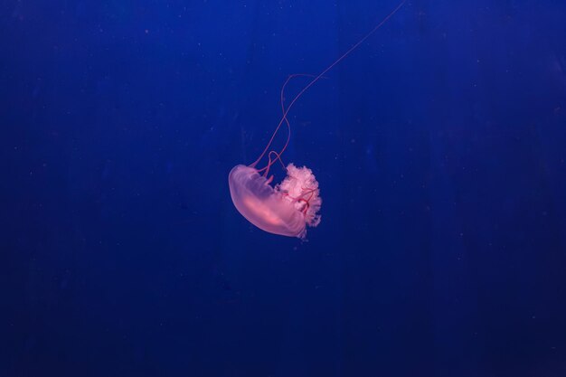 underwater shot of beautiful Chrysaora quinquecirha close up