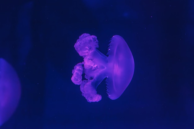 underwater shot of beautiful Marbled Jellyfish Lychnorhiza Lucerna close up