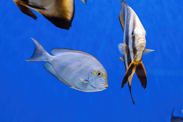 Подводный снимок рыбы Acanthurus mata
