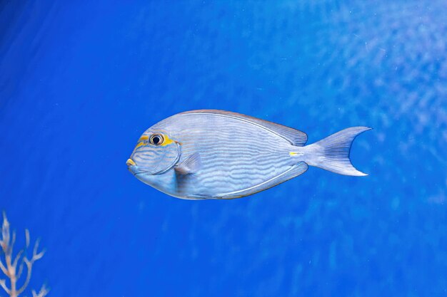 Underwater shot of fish Acanthurus mata