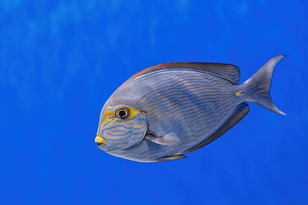 Photo underwater shot of fish acanthurus mata