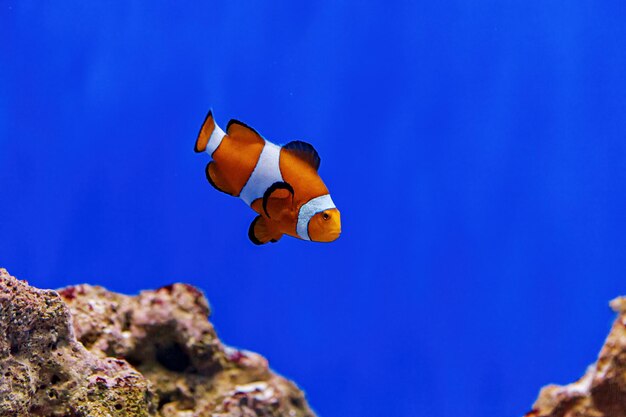 Underwater shot of fish amphiprion ocellaris