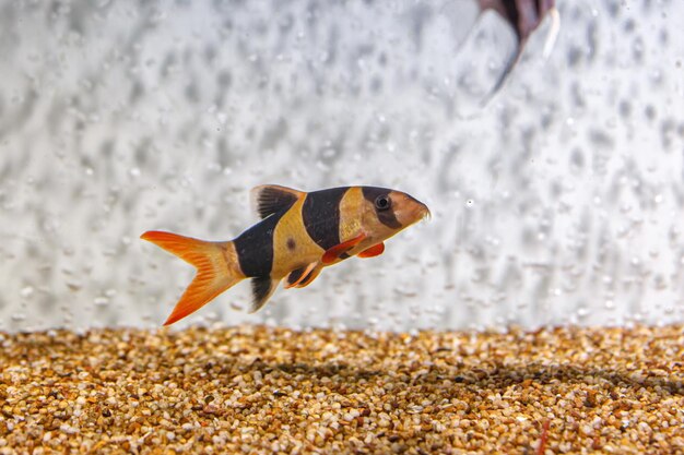 Underwater shot of fish Chromobotia macracanthus