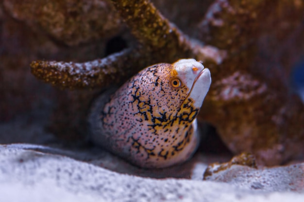 Underwater shot of fish Echidna nebulosa