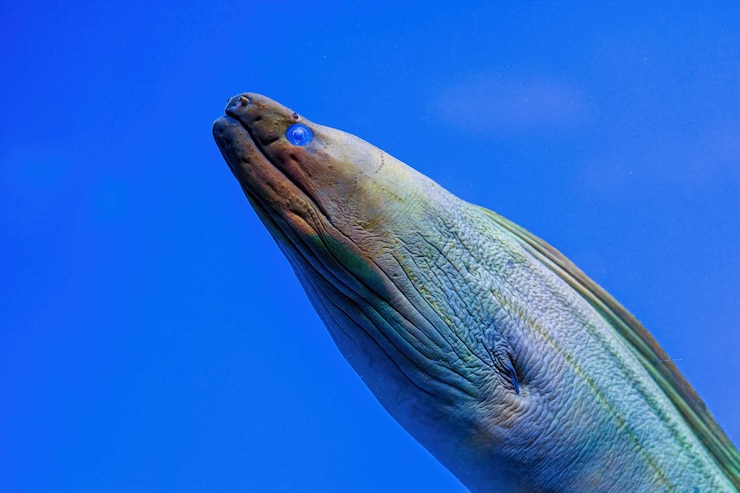 Photo 물고기 gymnothorax funebris의 수중 촬영