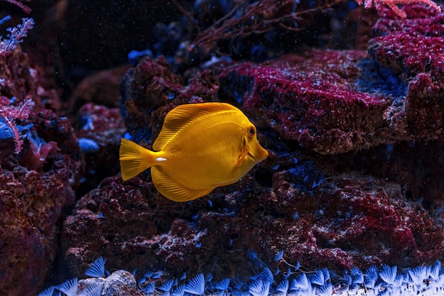 Underwater shot of fish Zebrasoma flavescens