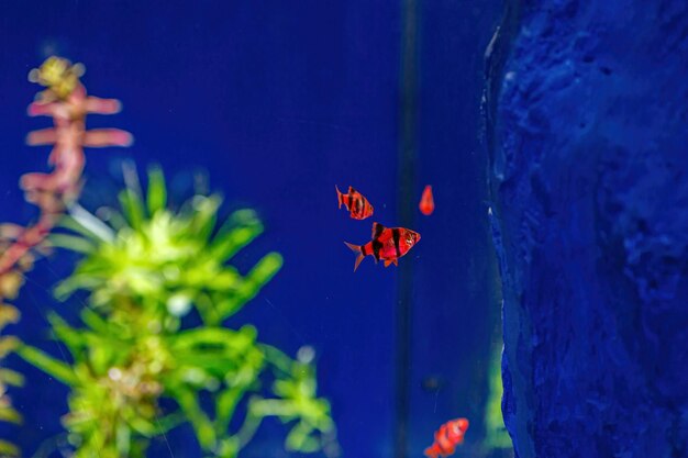 Underwater shot of a glofish fish