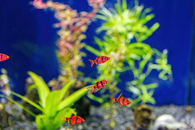 Underwater shot of a glofish fish