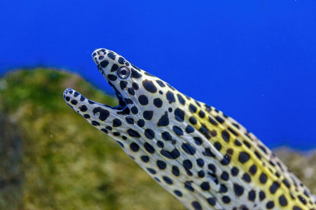 Photo underwater shot of gymnothorax favagineus fish