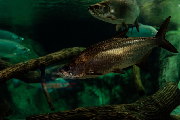 Underwater shot of large tarpon fish gathering Quintana Roo Mexico
