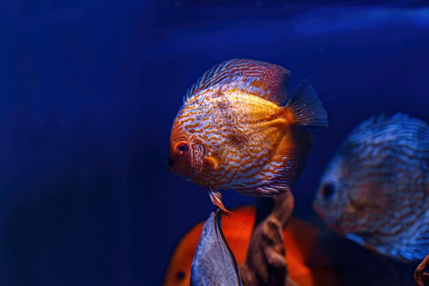 Underwater shot of Symphysodon fish