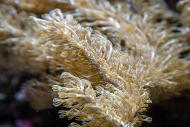 수족관 탱크의 암초에 있는 노란색 버섯 산호(Fungiidae) 식민지의 수중 샷. 해저에서 자라는 다채로운 산호.