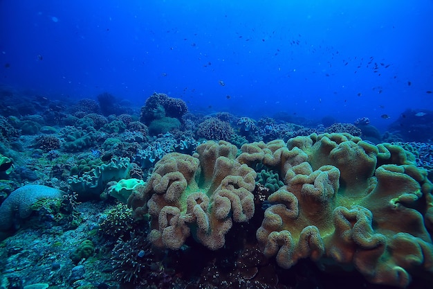 수중 스폰지 해양 생물 / 산호초 수중 장면 스폰지가있는 추상 바다 풍경