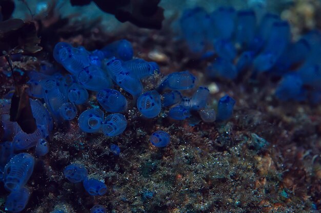 水中スポンジ海洋生物/サンゴ礁水中シーン抽象的な海の風景とスポンジ