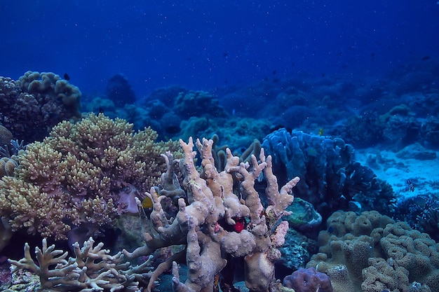 underwater sponge marine life / coral reef underwater scene abstract ocean landscape with sponge