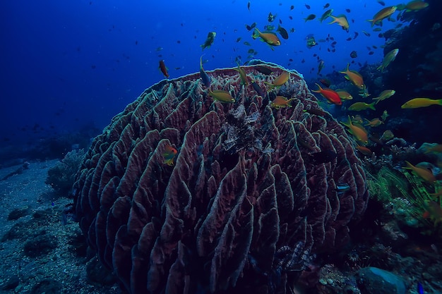 水中スポンジ海洋生物/サンゴ礁水中シーン抽象的な海の風景とスポンジ