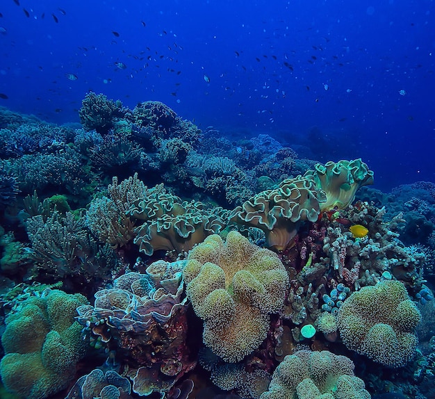 水中スポンジ海洋生物/サンゴ礁水中シーン抽象的な海の風景とスポンジ