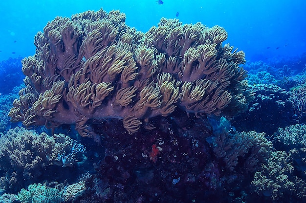 подводная губка морская жизнь / коралловый риф подводная сцена абстрактный океан пейзаж с губкой