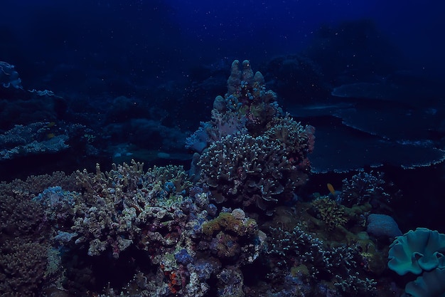 水中スポンジ海洋生物/サンゴ礁水中シーン抽象的な海の風景とスポンジ