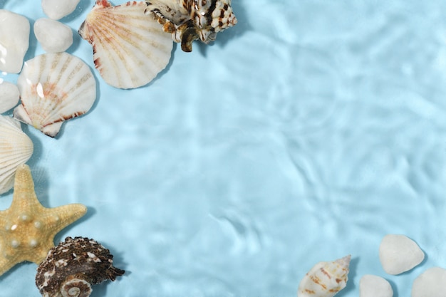 Underwater surface with seashells