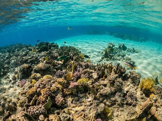 Underwater view of amazing coral reef and exotic fish in Red Sea