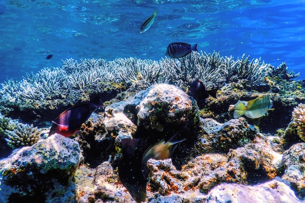 Underwater view of the coral reef, Tropical waters, Marine life