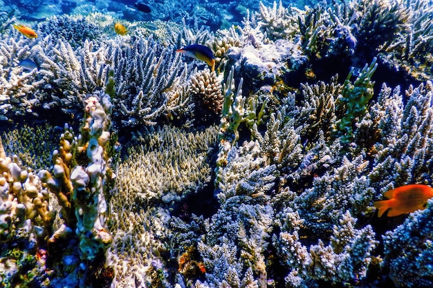 산호초의 수중 전망, 열대 바다, 해양 생물