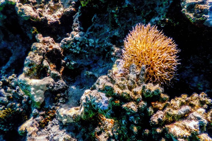 Photo サンゴ礁、熱帯水域、海洋生物の水中ビュー