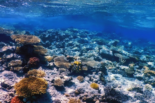 Underwater view of the coral reef, Tropical waters, Marine life