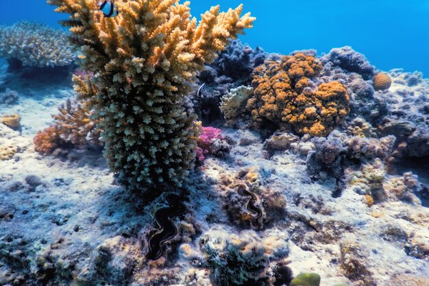 Underwater view of the coral reef, Tropical waters, Marine life