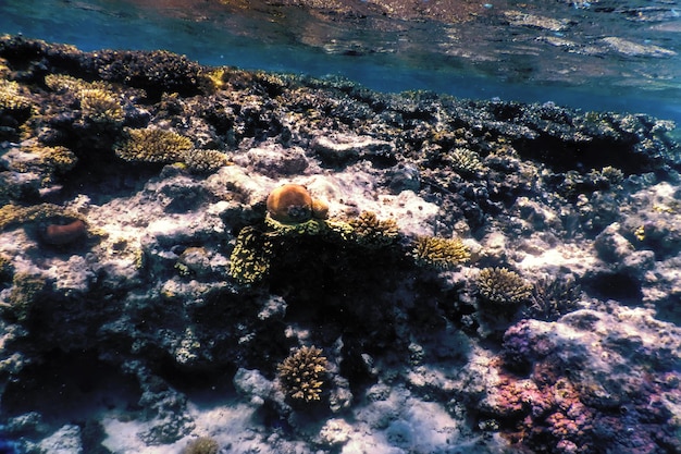 Photo underwater view of the coral reef, tropical waters, marine life