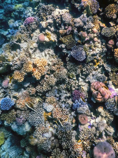 Underwater view of the coral reef, Tropical waters, Marine life