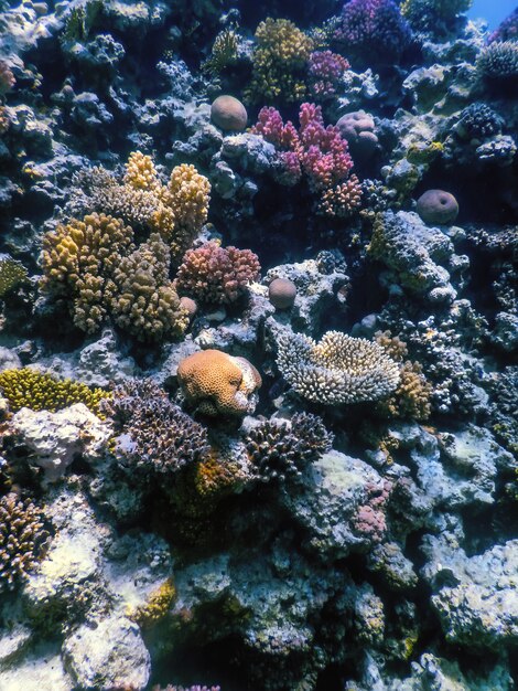 Подводный вид на коралловый риф, Тропические воды, Морская жизнь