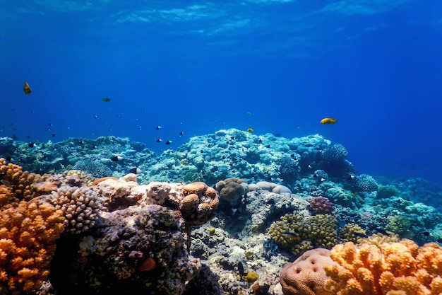 Underwater view of the coral reef, tropical waters, marine life