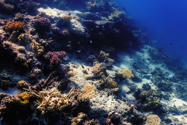 Underwater view of the coral reef, Tropical waters, Marine life