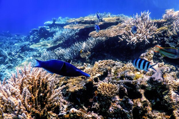 Underwater view of the coral reef, tropical waters, marine life