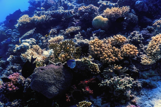 Underwater view of the coral reef, Tropical waters, Marine life