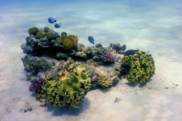 Underwater view of the coral reef, Tropical waters, Marine life