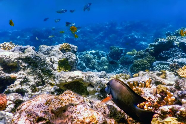 Underwater view of the coral reef Tropical waters Marine life