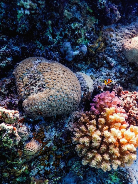 Underwater view of the coral reef Tropical waters Marine life