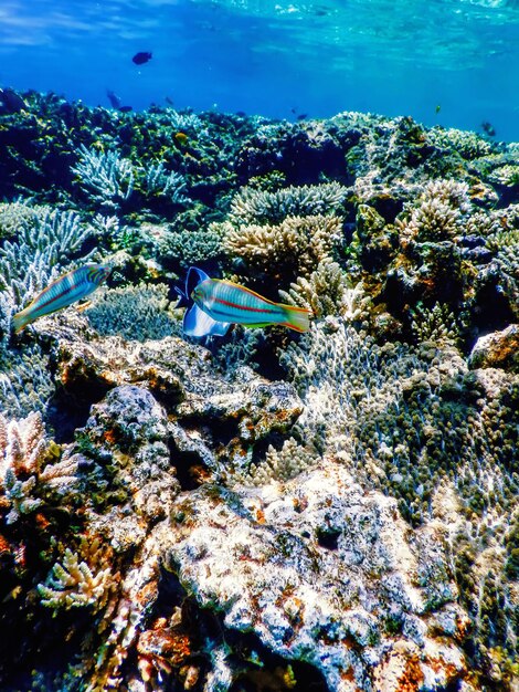 Подводный вид кораллового рифа Тропические воды Морская жизнь