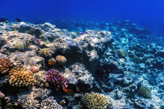 Underwater view of the coral reef tropical waters