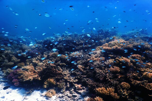 Underwater view of the coral reef tropical waters