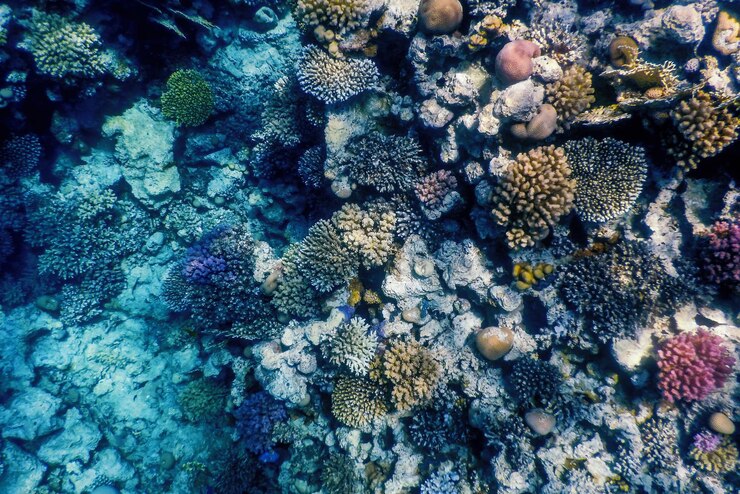 Photo underwater view of the coral reef tropical waters
